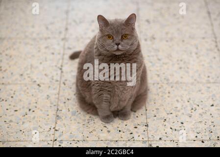 Große britische Kurzhaar Katze sitzend. Nette Katze im Haus, die auf die Kamera schaut. Stockfoto