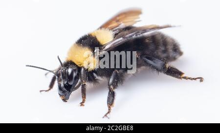 Hummel schlägt ihre Flügel auf einen weißen Hintergrund Stockfoto