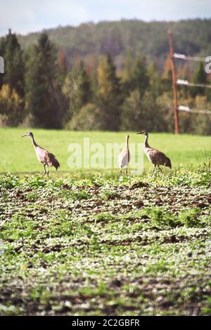 Kanadakraniche wandern in ein bebautes Feld. Stockfoto