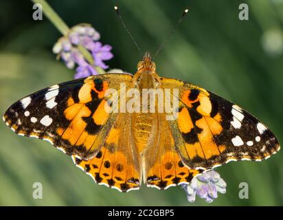 Schöner gelber Schmetterling, der auf einem Zweig von Lavendel sitzt. Diese Art von Insekt ist in riesigen Sümpfen gesammelt und wandert von Afrika nach Europa Stockfoto