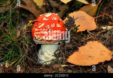 Junge fliegen agarisch oder fliegen Amanita, brechen durch den Waldboden Stockfoto