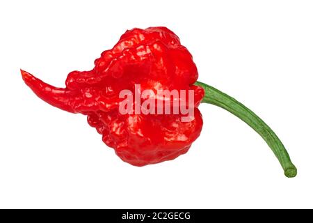 Carolina Reaper, die heißeste Chile Pfeffer (Capsicum chinense Obst), ganz reif pod, isoliert Stockfoto