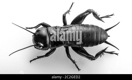 Cricket-Insekt oder Gryllidae isoliert auf weißem Hintergrund Stockfoto