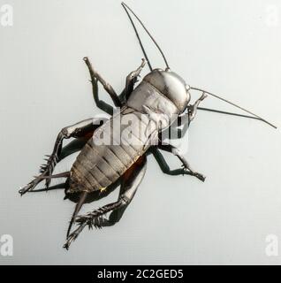 Cricket-Insekt oder Gryllidae isoliert auf weißem Hintergrund Stockfoto