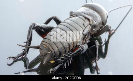 Cricket-Insekt oder Gryllidae isoliert auf weißem Hintergrund Stockfoto