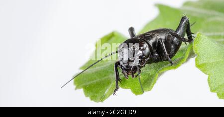 Eine Nahaufnahme der schwarzen Cricket auf Blatt. Stockfoto