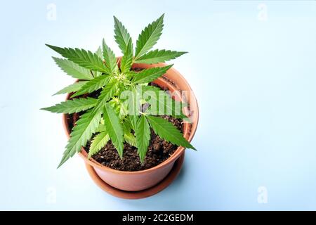 Cannabis zu Hause anbauen. Eine junge Hanfpflanze in einem Topf, die beginnt, weiße Narben zu bilden, die früheste Blütezeit. Auf einem blauen b Stockfoto