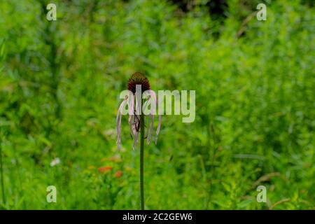 Diese lila Koneblume in der Mitte eines Wildblumenfleck. In der hellen Sonne an einem schönen Tag. Stockfoto