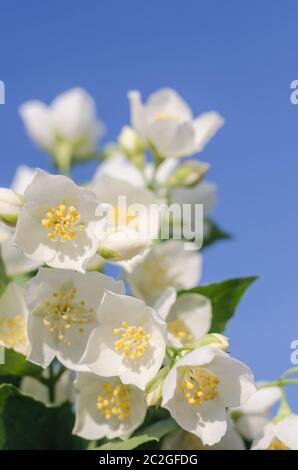 Dekorative Jasminblüten auf blauem Himmel Hintergrund Nahaufnahme. Das Konzept der Zärtlichkeit, Liebe. Makrofoto. Stockfoto