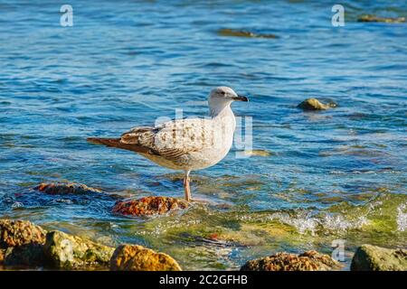 Subadult europäischen Silbermöwe (Larus argentatus) am Schwarzen Meer Stockfoto