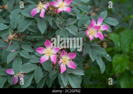 Nahaufnahme eines blühenden Hundenrosenstrauch mit rosa und weißen Blütenblättern und gelben Staubgefäßen Stockfoto