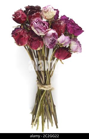 Bouquet von getrockneten Rosen auf weißem Hintergrund Stockfoto