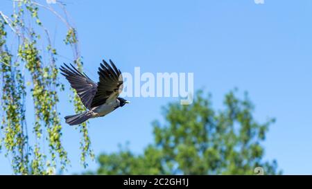 Eine eurasische Elster, fliegt gegen den Himmel, auch bekannt als gewöhnliche Elster. Pica pica Stockfoto