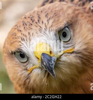 Hawk-Porträt mit selektivem Weichfokus, auf dem Hintergrund der grünen Natur. Stockfoto