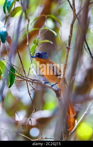 Schöne Madagaskar Vogel, Paradies - Fliegenfänger, Terpsiphone mutata. Ankarafantsika Nationalpark, Madagascar Wildlife und Wildnis, Arica Stockfoto