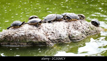 Viele Wasserschildkröten auf einem Stein im Teich Stockfoto