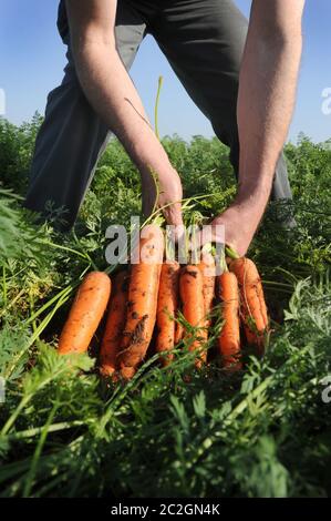 KAROTTEN VON EINEM FELD GEERNTET WERDEN WIEDER LANDWIRTSCHAFT BAUERN BREXIT HANDEL BEHANDELT LEBENSMITTELPRODUKTION COVID 19 ETC UK Stockfoto