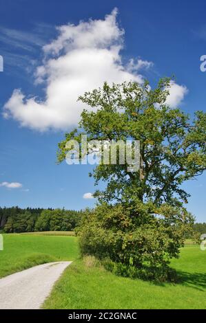 Landschaft bei Bad Endorf, Oberbayern, Deutschland, Westeuropa Stockfoto