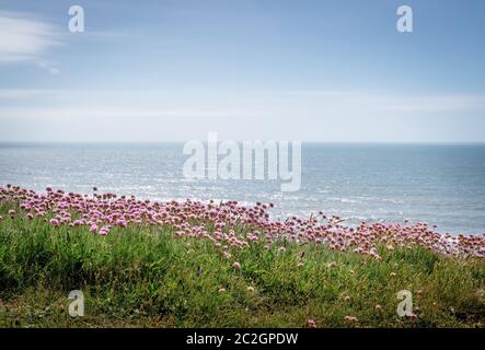 Blick vom Küstenweg in Nord-Devon, England, UK. Mit Armeria maritima Blumen aka Sea Thrift. Stockfoto