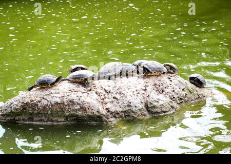 Viele Wasserschildkröten auf einem Stein im Teich Stockfoto