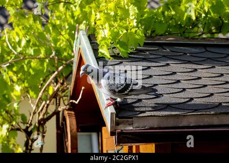 Auf dem Dach eines Gartenschuppens sitzt eine Taube Stockfoto