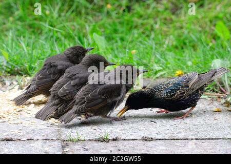 Junge gewöhnliche Stare warten auf Nahrung Stockfoto