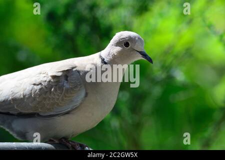 Eurasische Krabbentaube im Frühjahr auf einem Vogelbad Stockfoto