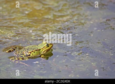 Teichfrosch Pelophylax esculentus Stockfoto