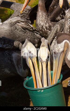 Peruanischen Pelikan (Pelecanus Thagus) Stockfoto