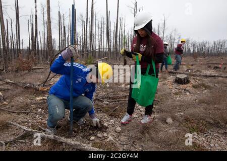 Bastrop County Texas, USA, Februar 8 2014: Studenten der Texas A&M University nehmen an „Aggie Rebplant“ Teil, einem kontinuierlichen Versuch, Lobolly-Kiefern wieder zu Pflanzen, die vor zwei Jahren von einem Waldbrand in Bastrop County verwüstet wurden. Hunderte von Studenten und anderen Gruppen arbeiten jedes Wochenende freiwillig an der Neuanpflanzung Hunderttausender Setzlinge. ©Bob Daemmrich Stockfoto