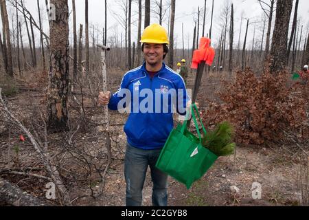 Bastrop County Texas, USA, Februar 8 2014: Ein Student der Texas A&M University nimmt an „Aggie Rebplant“ Teil, einem kontinuierlichen Versuch, Lobolly-Kiefern wieder zu Pflanzen, die vor zwei Jahren von einem Waldbrand in Bastrop County verwüstet wurden. Hunderte von Studenten und anderen Gruppen arbeiten jedes Wochenende freiwillig an der Pflanzung Hunderttausender Setzlinge. ©Bob Daemmrich Stockfoto