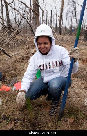 Bastrop County Texas, USA, Februar 8 2014: Ein Student der Texas A&M University nimmt an „Aggie Rebplant“ Teil, einem kontinuierlichen Versuch, Lobolly-Kiefern wieder zu Pflanzen, die vor zwei Jahren von einem Waldbrand in Bastrop County verwüstet wurden. Hunderte von Studenten und anderen Gruppen arbeiten jedes Wochenende freiwillig an der Pflanzung Hunderttausender Setzlinge. ©Bob Daemmrich Stockfoto