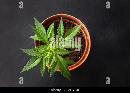 Cannabis zu Hause anbauen. Eine Hanfpflanze in einem Topf, von oben geschossen Stockfoto