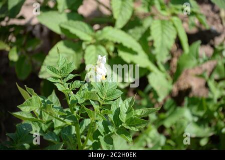 Kartoffeln auf dem Feld in der Provinz Valencia, Spanien Stockfoto