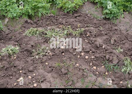 Kartoffeln auf dem Feld in der Provinz Valencia, Spanien Stockfoto