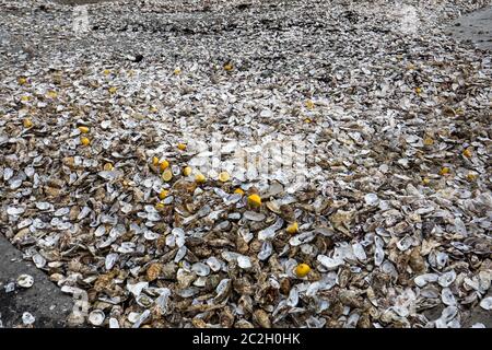 Tausende von leeren Schalen von gegessen Austern auf Meeresboden in Cancale, berühmt für Auster Betriebe verworfen. Bretagne, Frankreich Stockfoto