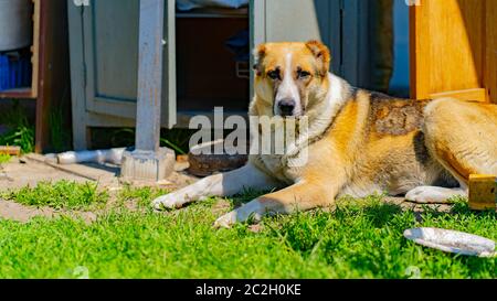 Ein Hund der Alabai-Rasse ruht an einem sonnigen Tag auf einem grünen Rasen. Der Hund liegt auf dem Gras auf dem Land Stockfoto