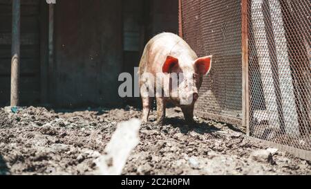 Porträt von chaotischen Schwein auf dem Bauernhof, Nahaufnahme. Glückliches Schwein auf Schweinefarm. Stockfoto