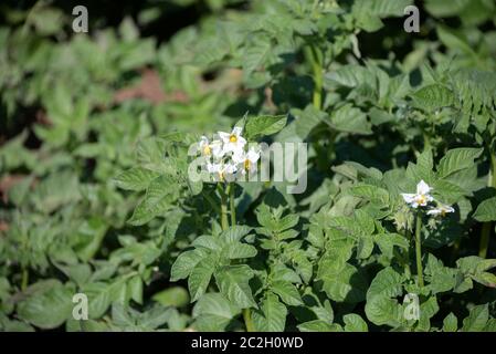 Kartoffeln auf dem Feld in der Provinz Valencia, Spanien Stockfoto