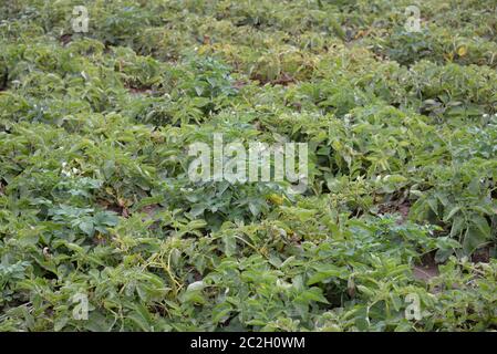 Kartoffeln auf dem Feld in der Provinz Valencia, Spanien Stockfoto