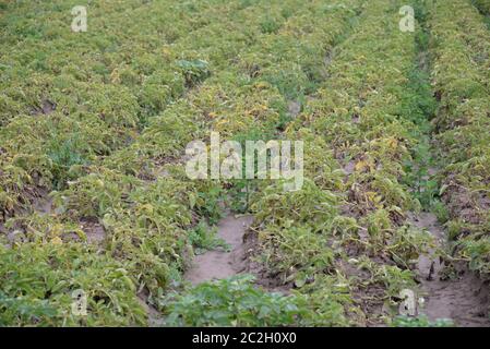 Kartoffeln auf dem Feld in der Provinz Valencia, Spanien Stockfoto