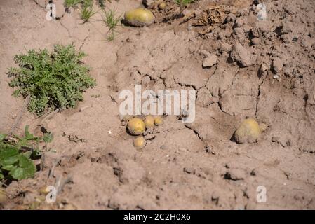 Kartoffeln auf dem Feld in der Provinz Valencia, Spanien Stockfoto