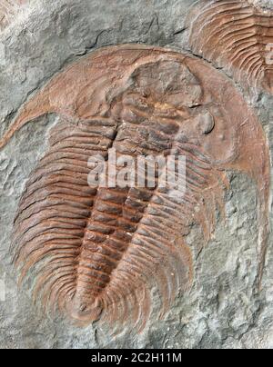 Fossil eines Trilobiten aus den frühen Ordovizium Zeitraum in der Tschechischen Republik gefunden Stockfoto