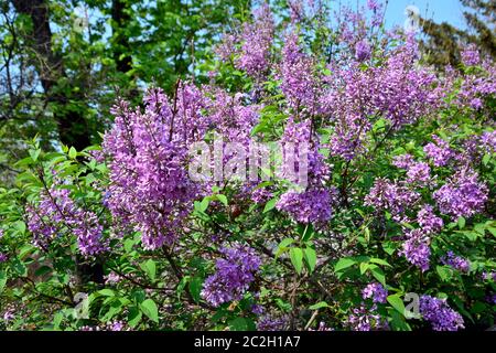 Flieder, Gemeiner Flieder, Lilas commun, Syringa vulgaris, közönséges orgona, Budapest, Ungarn, Magyarország, Europa Stockfoto