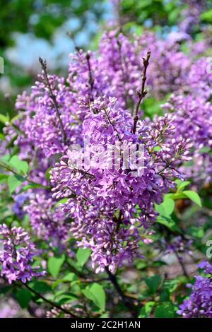 Flieder, Gemeiner Flieder, Lilas commun, Syringa vulgaris, közönséges orgona, Budapest, Ungarn, Magyarország, Europa Stockfoto