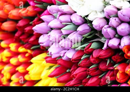 Verschiedene Arten Tulpen, helle Frühlingsblumen Stockfoto