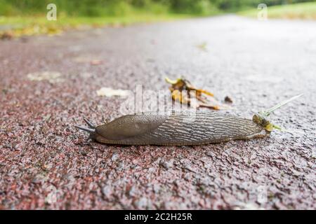 Die gemeinsame Gartenschnecke arion distinctus kreuzt einen britischen Weg Stockfoto