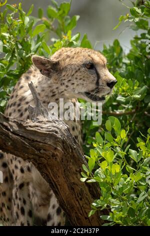 Nahaufnahme der Gepard starrte von Bush Stockfoto