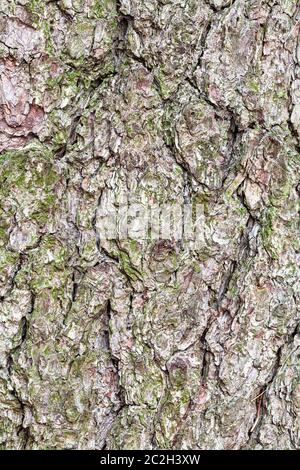 Natürliche Textur - knorrige Rinde am alten Stamm der Pine Tree Nahaufnahme Stockfoto