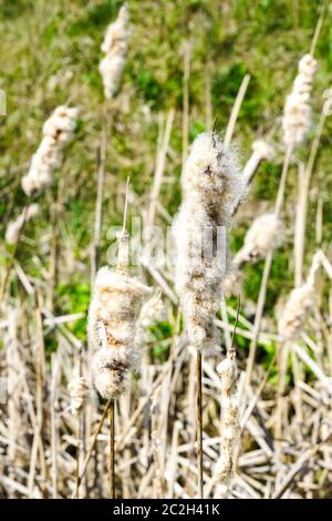Reife Spitze der gemeinsamen Bulrush, Freigabe flauschige Samen gegen eine grüne Wiese, selektive Fokus Stockfoto